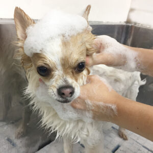 シャンプーチワワ