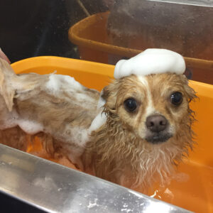 シャンプーチワワ