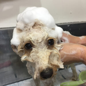 シャンプートイプー