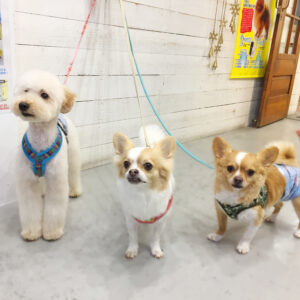 仕上がりチワワ&トイプー