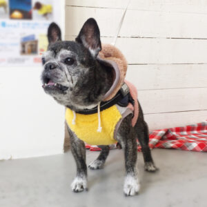 仕上がりフレブル