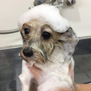 つむぎちゃんシャンプー中