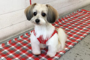 つむぎちゃんアイキャッチ