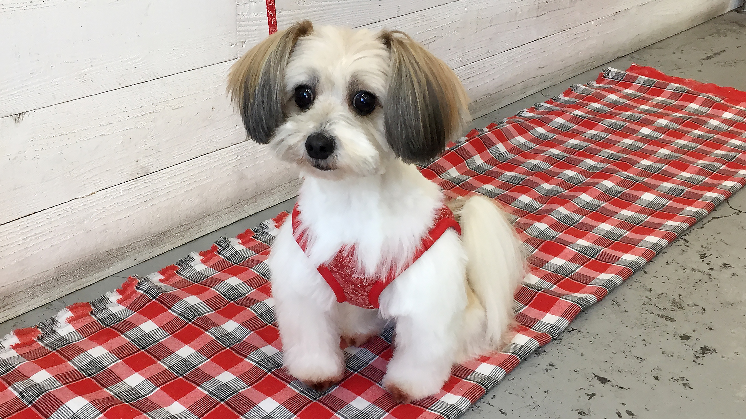 つむぎちゃんアイキャッチ