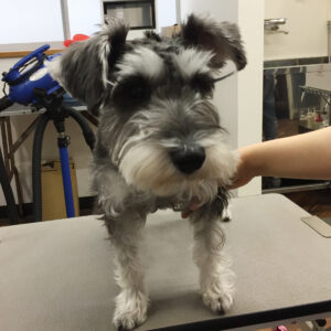 サヴァちゃんカット前