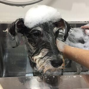 サヴァちゃんシャンプー中