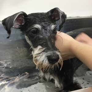 サヴァちゃんスパ中