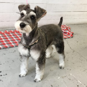 サヴァちゃん施術後