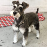 サヴァちゃんアイキャッチ