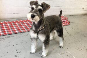 サヴァちゃんアイキャッチ