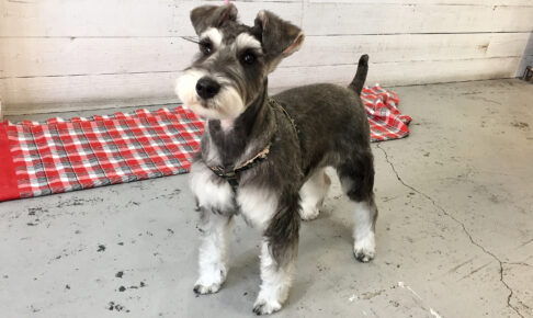 サヴァちゃんアイキャッチ