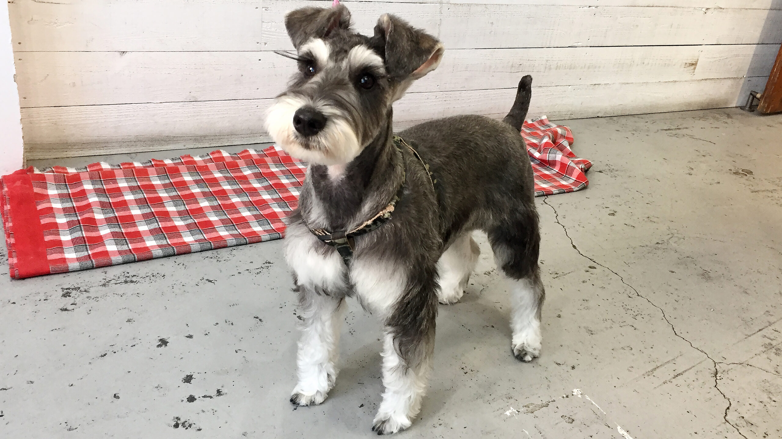 サヴァちゃんアイキャッチ