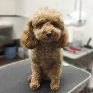 よろしくトイプー