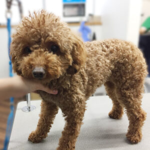 よろしくトイプー