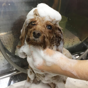 シャンプートイプー