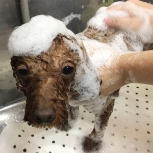 シャンプートイプー