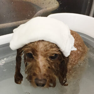 お風呂トイプー