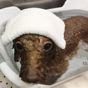 お風呂トイプー