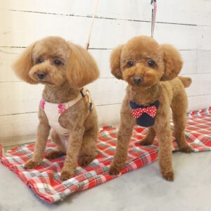 仕上がりトイプー