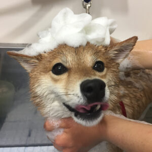 シャンプーしば