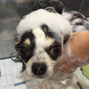 シャンプーチワワ