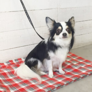 仕上がりチワワ