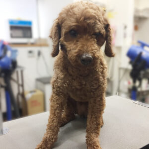 よろしくトイプー