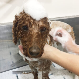 シャンプートイプー