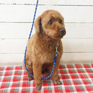 仕上がりトイプー