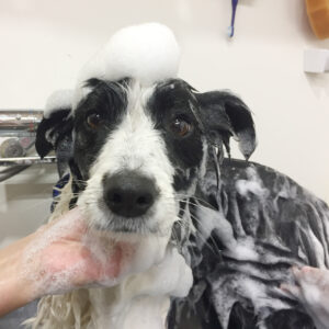 シャンプーボーダーコリー