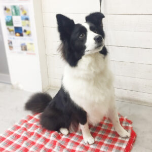 仕上がりボーダーコリー