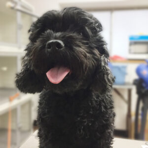 よろしくミックス