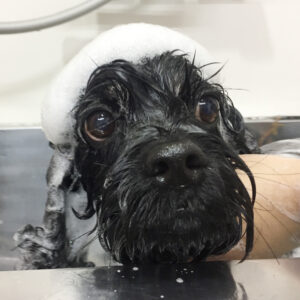 シャンプーミックス