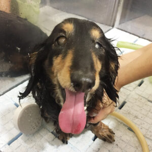 シャンプーダックス