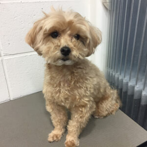 よろしくトイプー