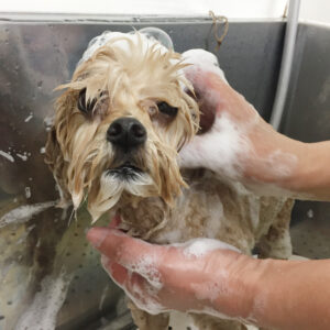 シャンプートイプー