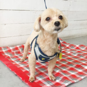 仕上がりトイプー