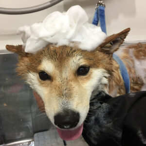 シャンプーしば