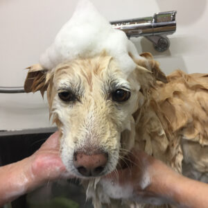 シャンプーミックス