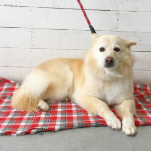 仕上がりミックス