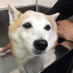 花ちゃんスパ中