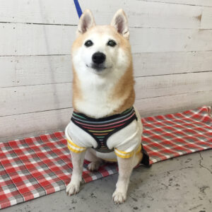 花ちゃん施術後