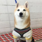 花ちゃんアイキャッチ