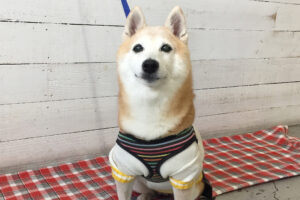 花ちゃんアイキャッチ