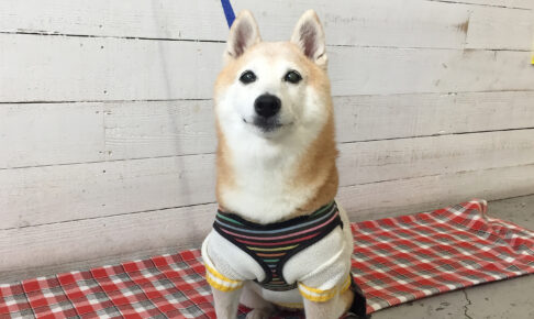 花ちゃんアイキャッチ