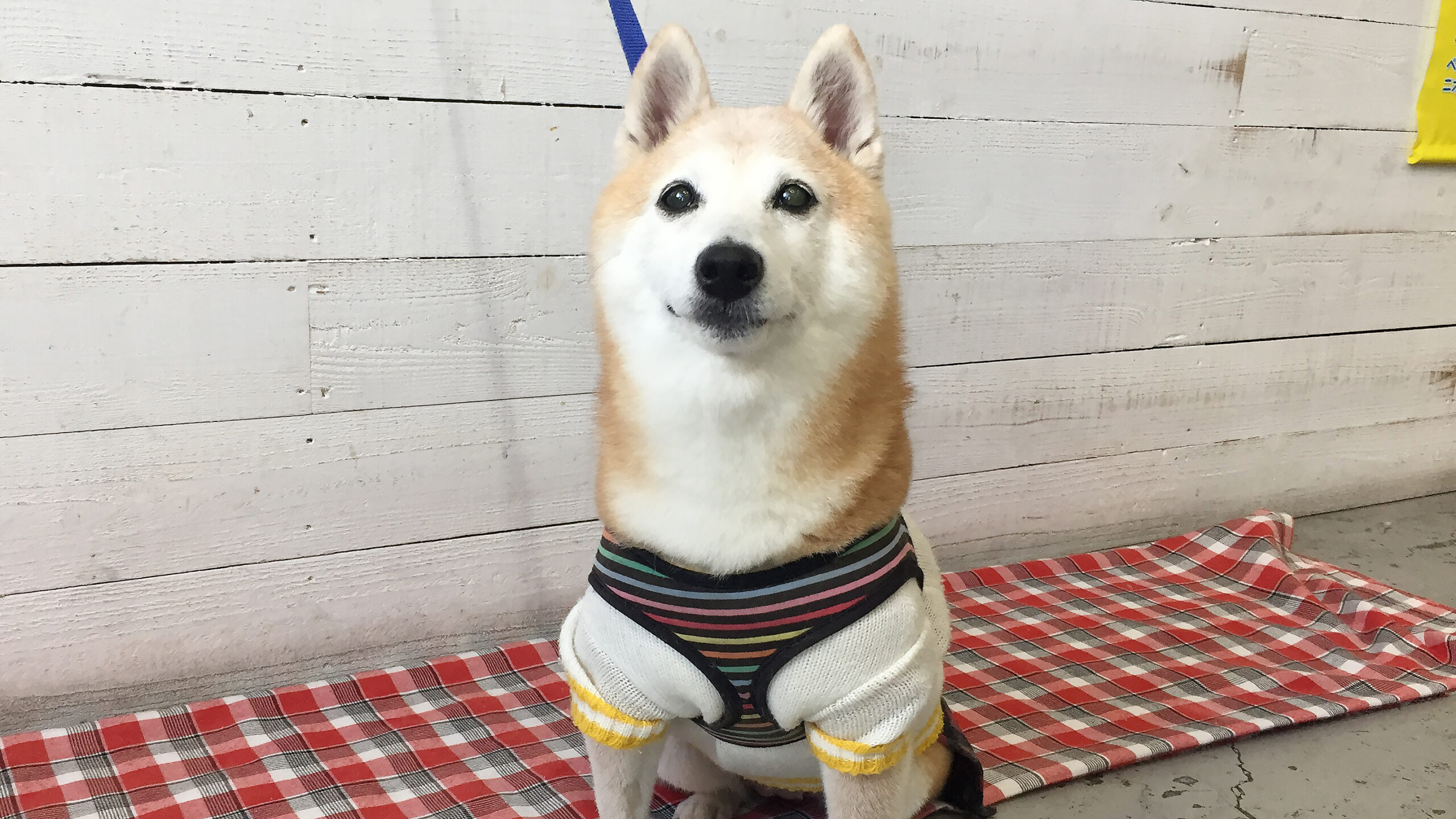 花ちゃんアイキャッチ