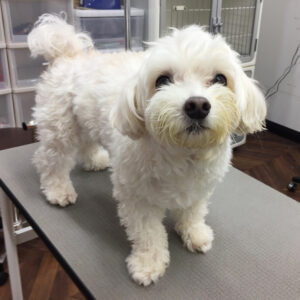 ちびちゃんカット前