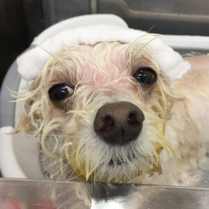 ちびちゃんスパ中