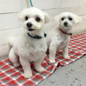 ちびちゃんルルちゃん施術後