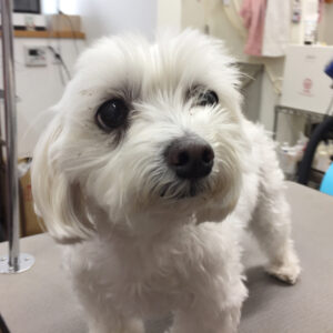 ルルちゃんカット前